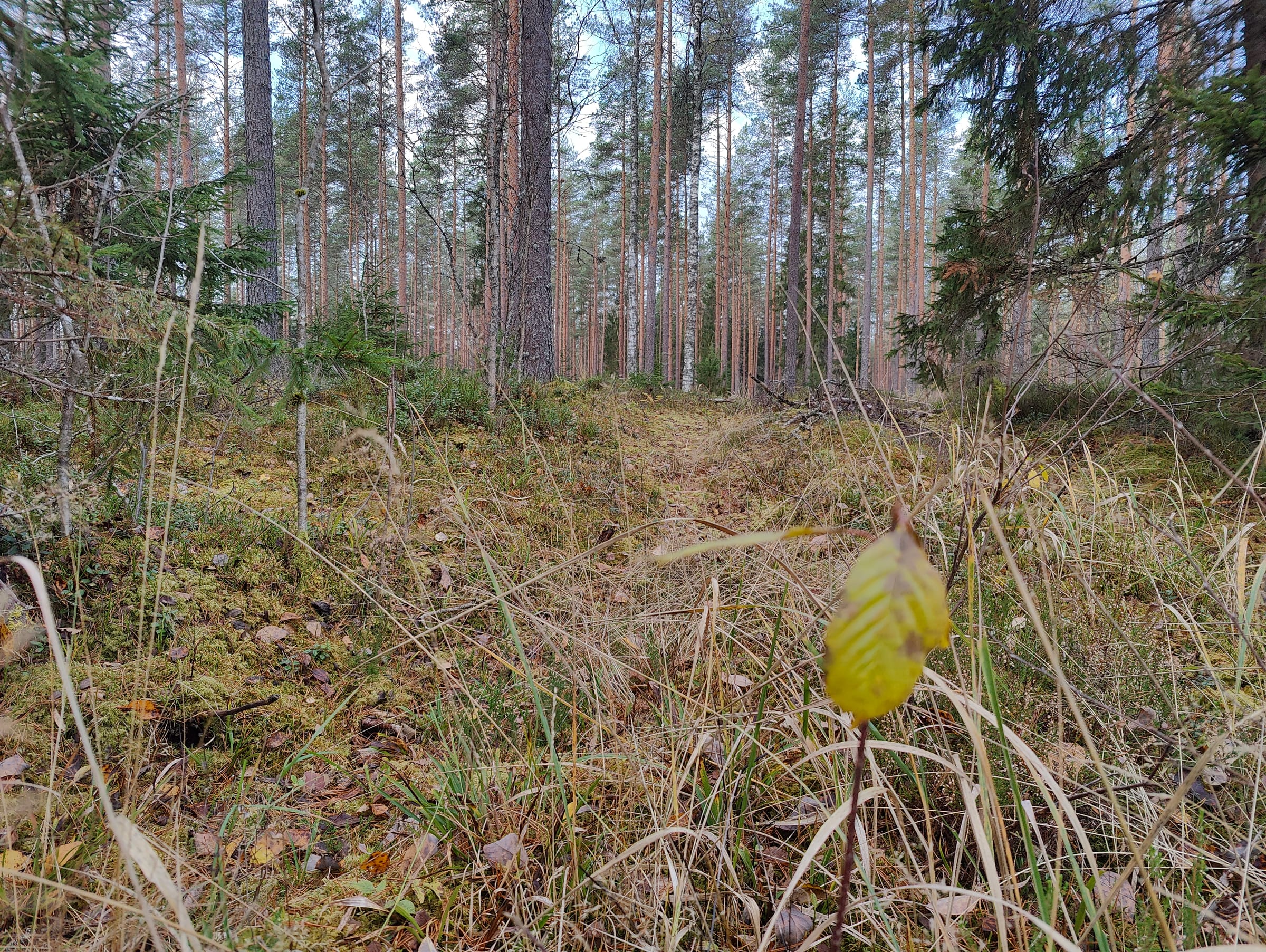 Rada kõrges männikus