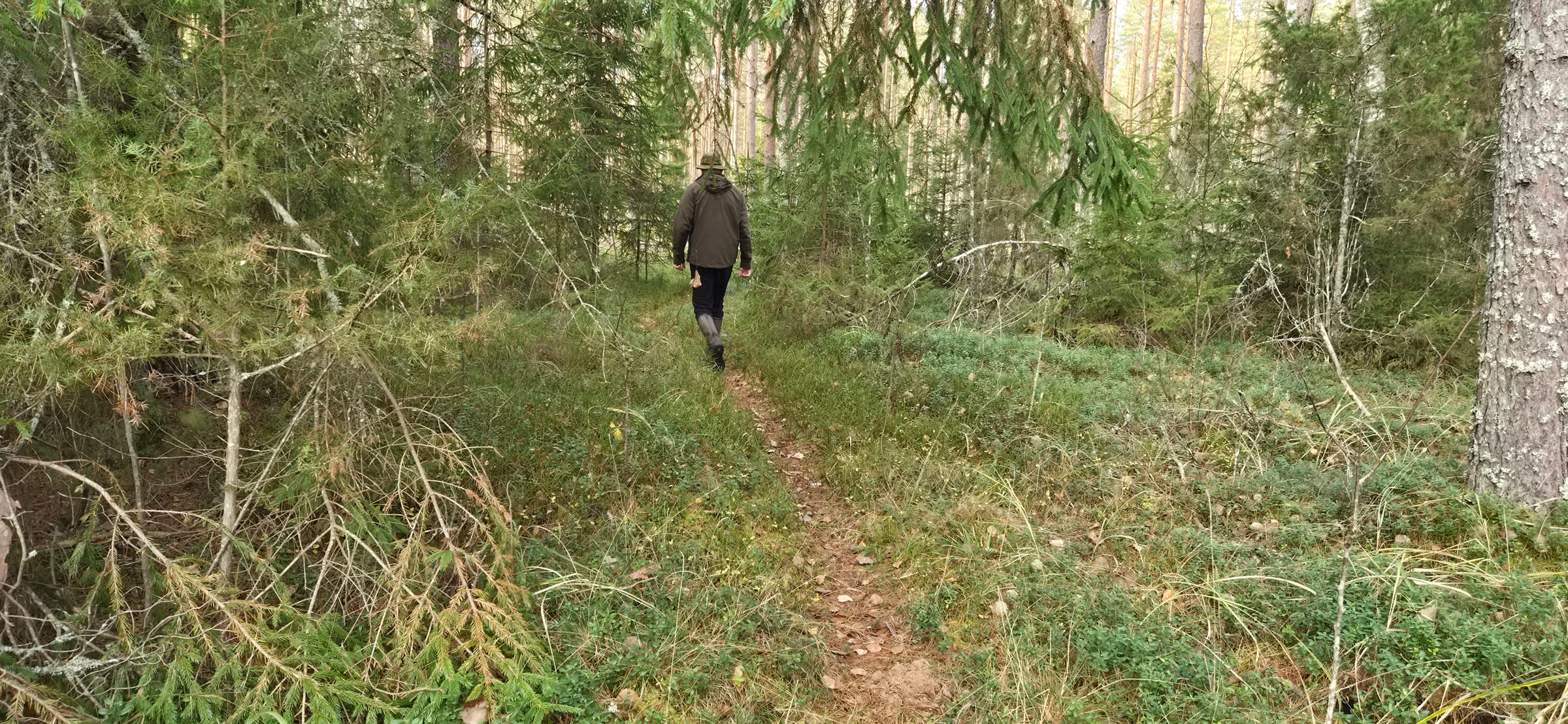 Matkaja kitsal metsarajal kuusikus