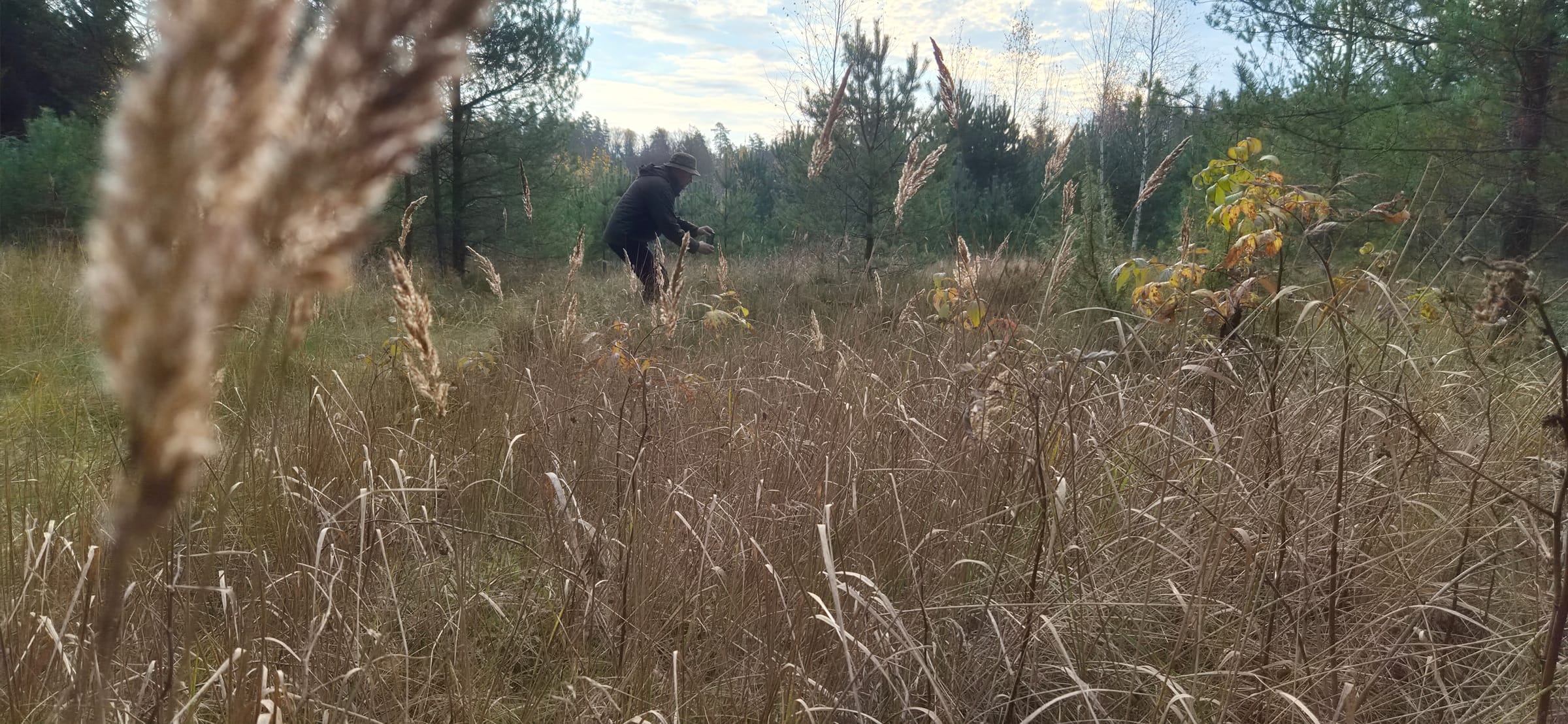 Matkaja kõrges rohus metsalagendikul