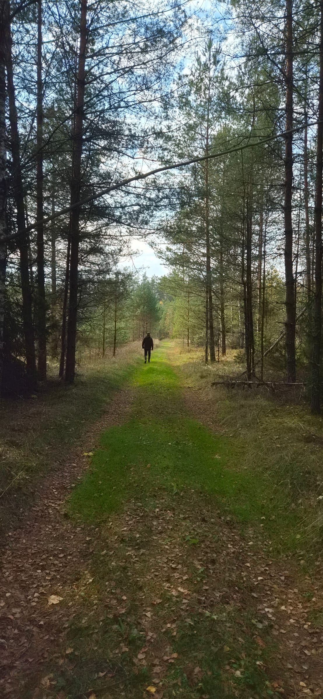 Matkaja rohtunud metsateel männimetsas
