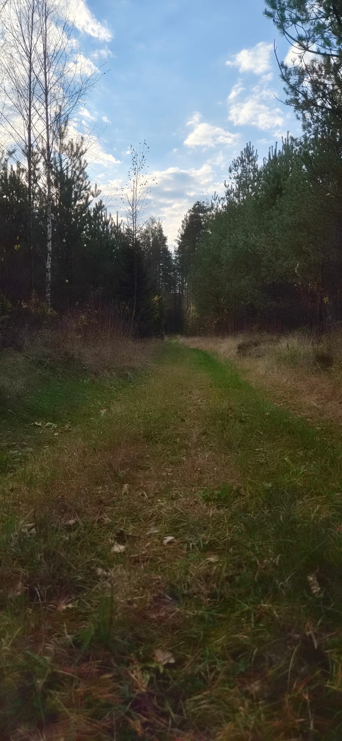 Rohtunud metsatee sügisel