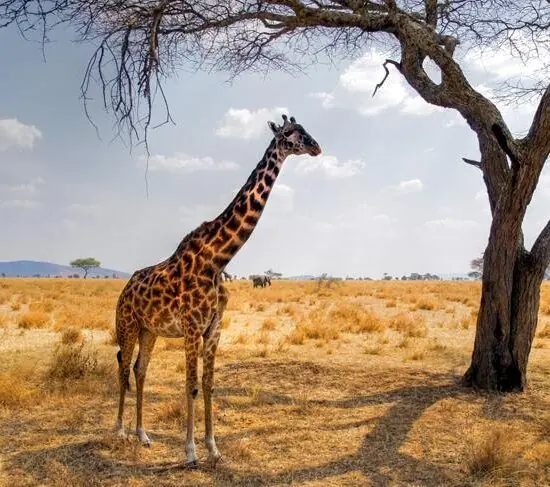Serengeti, Ngorongoro ja Sansibar 10