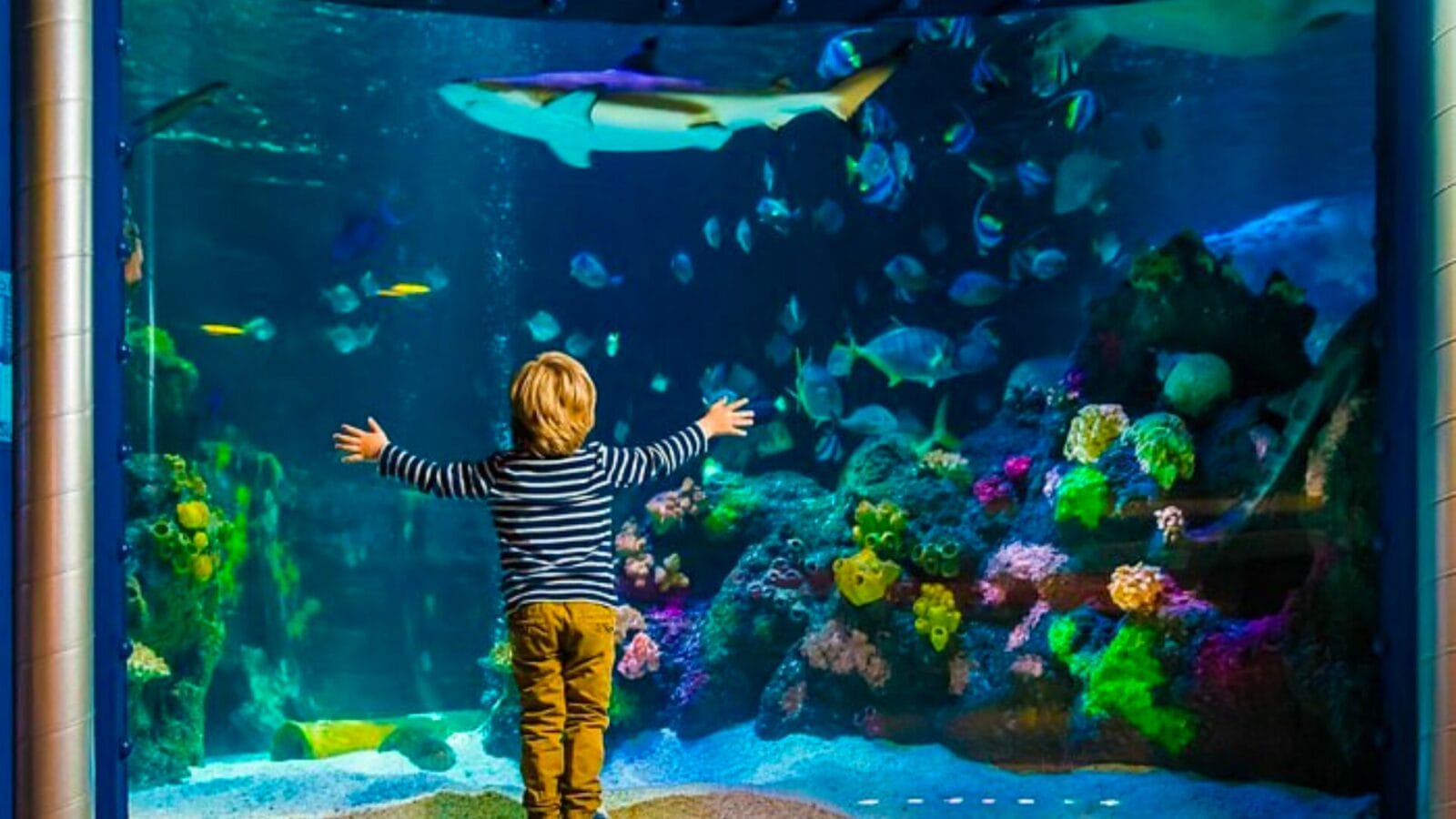 Meremaailm SEA LIFE