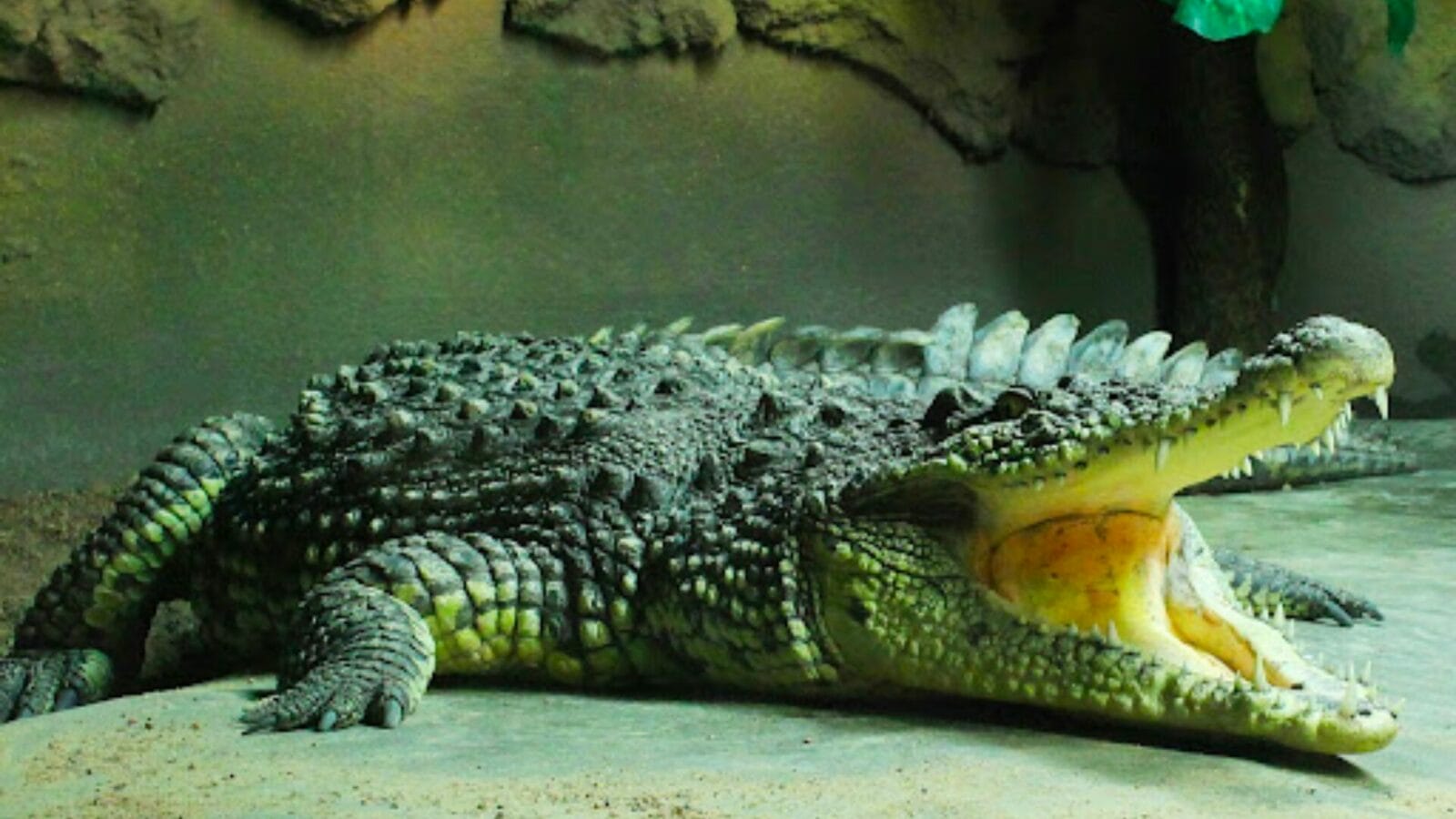 Tropicario Troopikamaja